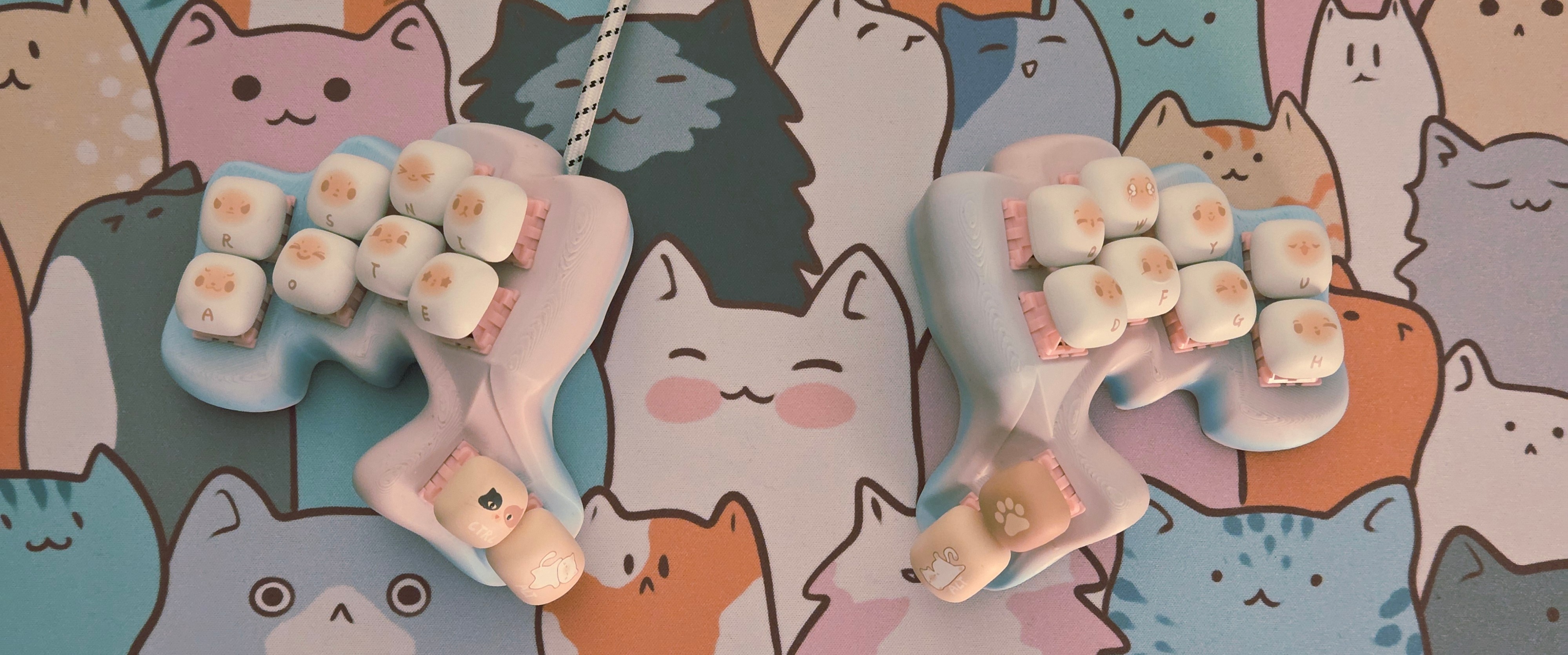 image of cat⋅toes20